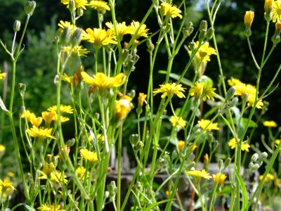 Blumenwiese