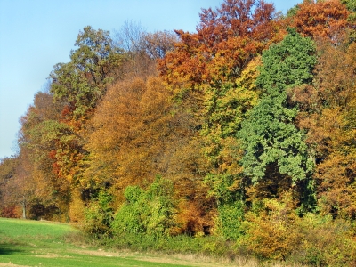 Herbstwald