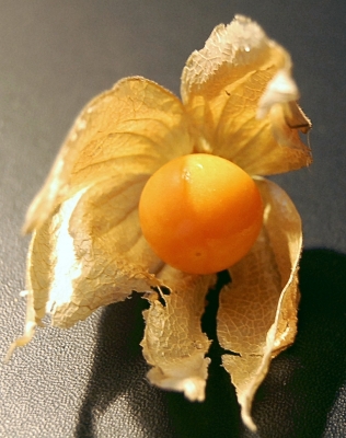 Physalis 1