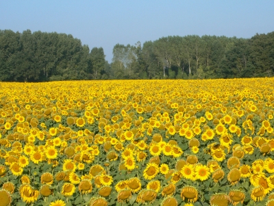 Feld mit Sonnenblumen an der Loire