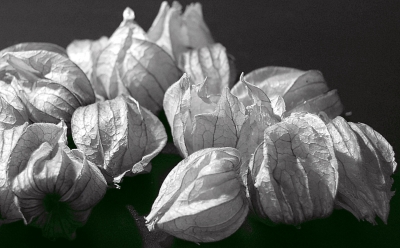 Physalis 2