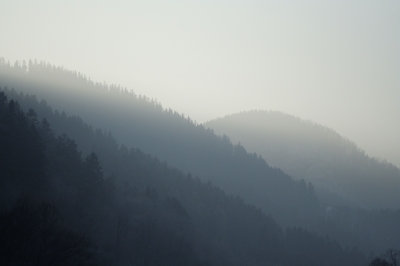 Wälder im Nebel