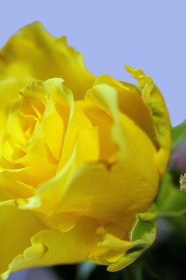 Meine Rose in gelb...