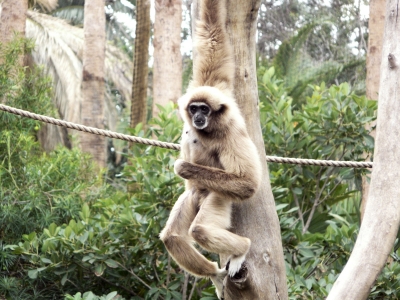 Gibbon 2