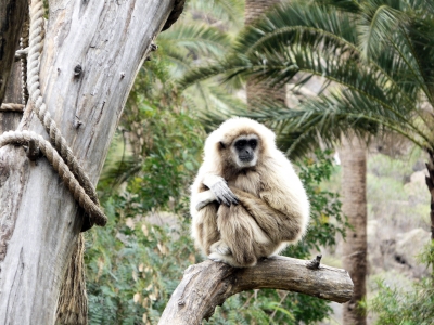 Gibbon 3