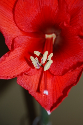Amaryllis - Blüte