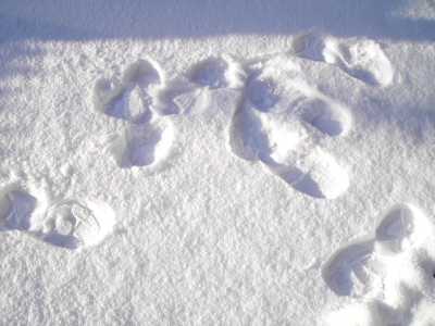 Spuren im Schnee