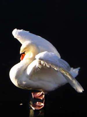 Schwan auf dem Eis