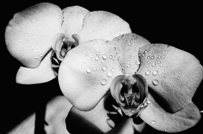 orchidee in bianco nero