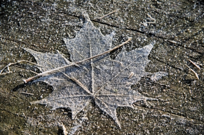 Ahornblatt und Frost