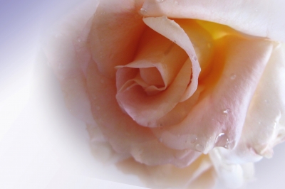 Liebe Rose - Rosenliebe