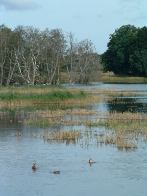 Nysteder Schlossteich