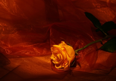Rose im Licht
