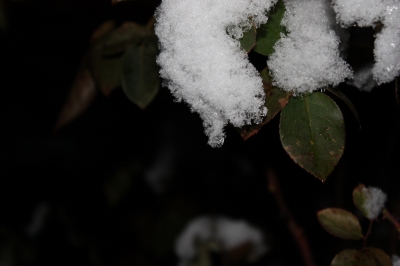 Blatt unter Schnee bei Nacht