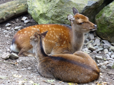 In Tierpark