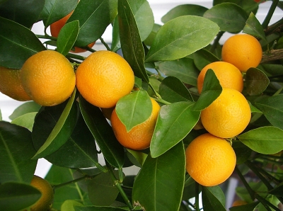 Apfelsinenbäumchen