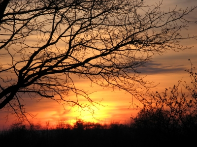 Sonnenuntergang und Eiche