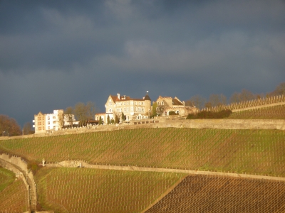 Weinberg in Würzburg