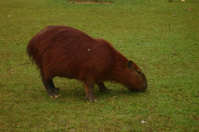 Wasserschwein (Capibara)