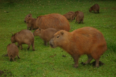 Wasserschwein (Capibara)