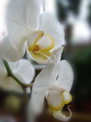 softe Orchidee