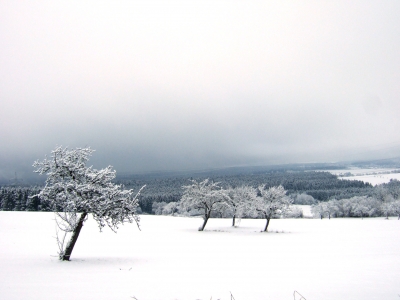 Winterland weiss in weiss