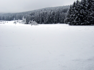 Winterwald schneeverhangen