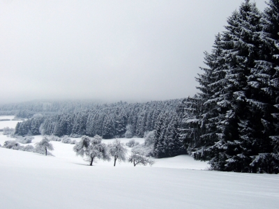 Winterwald schneeverhangen_2