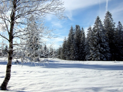 Birke am Winterwaldrand