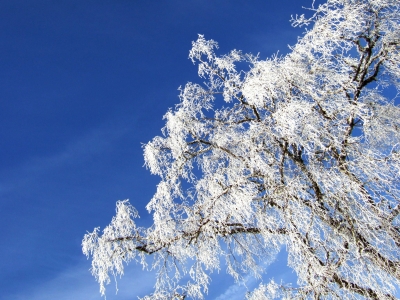 Birke im Winter-Raureif_3