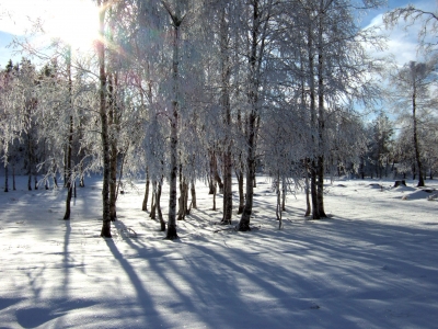 Birkengruppe im Winter_2