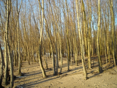mangrovenwerth