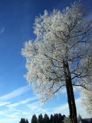 Birke im Winter-Raureif_1