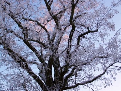 Morgensonne küßt gefrosteten Baum 3