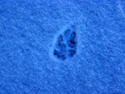 Spuren im Schnee hinterlassen ... 3