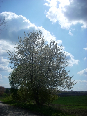 Kirschbaumblüte