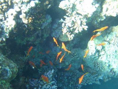 Fische im roten Meer