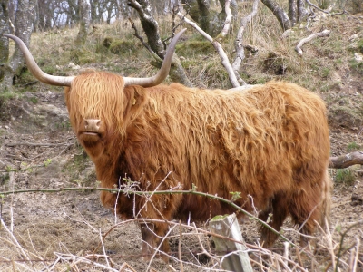 Original Highland-Cattle