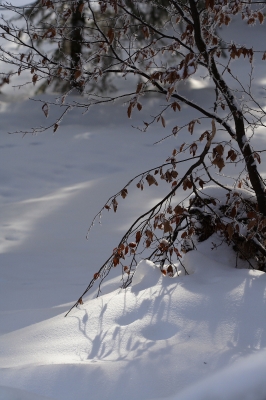 Im Wald ist es noch sehr ruhig...