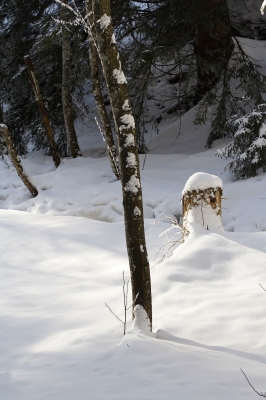 Bäume im Winterwald..