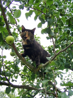 Katze auf dem Apfelbaum