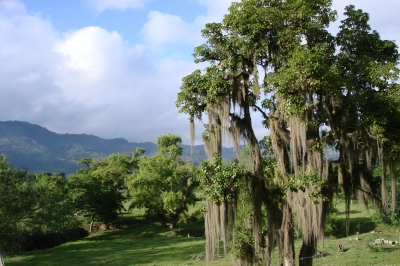 Baum mit Flechten