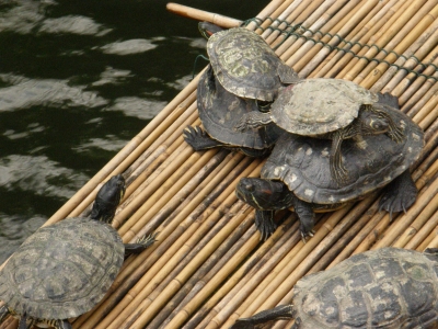 Schildkröten in einem Tropenhaus auf einem Floos