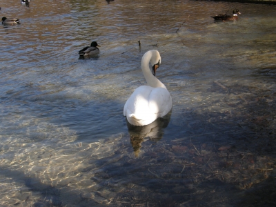 Ein Schwan zusammen mit Enten auf einem Teich