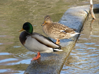 Zwei Enten treffen sich auf einer Mauer