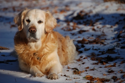 Retriever im Schnee