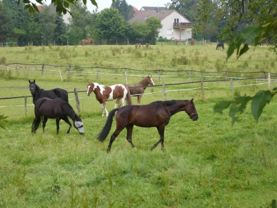 Reitpferde im Sauerland