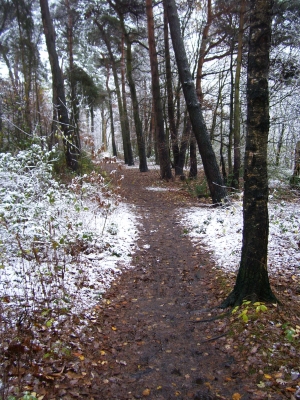 Erster Schnee im Spitzwald 2008