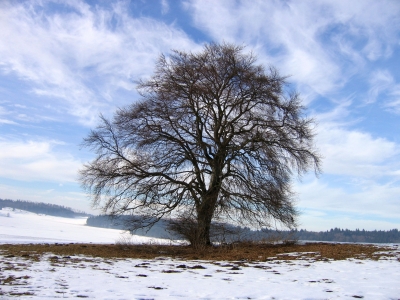 Ein alter Baum