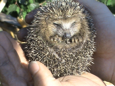 der Igel Kunibert